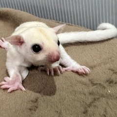 フクロモモンガ リューシ ノーマルベビー