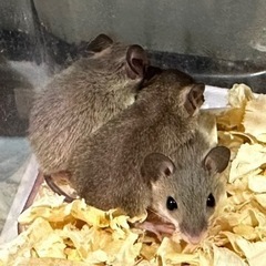 アフリカチビネズミ ベビー