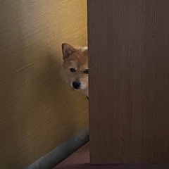 ⭐️イツキ　【シーズー✖️柴犬】柴シーズー　里親募集中⭐️