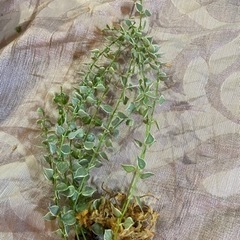 生活雑貨 家庭用品 ガーデニング