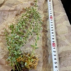 生活雑貨 家庭用品 ガーデニングの画像