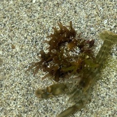 海水　シュリンプの画像