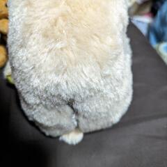 なまけものキララ　ぬいぐるみの画像