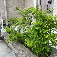 【お譲りする方決まりました】プリペット