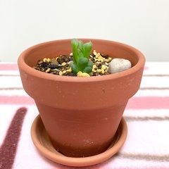【観葉植物】ハオルチア・オブツーサ