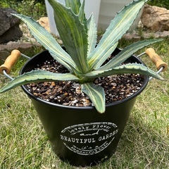 アガベ アメリカーナ 縞斑入り 2株セット バケツ新品付き