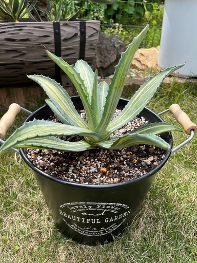 アガベ アメリカーナ 縞斑入り 2株セット バケツ新品付き