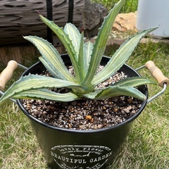 アガベ アメリカーナ 縞斑入り 2株セット バケツ新品付き