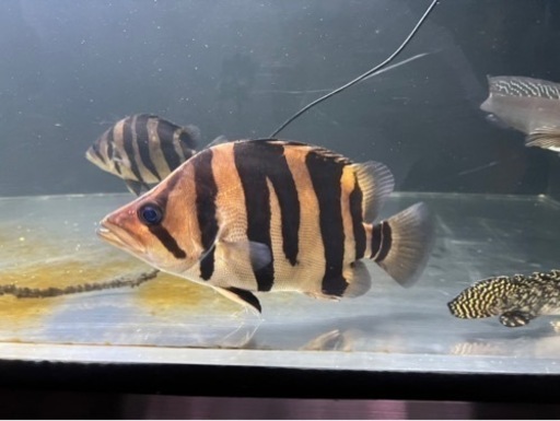 ダトニオ 熱帯魚