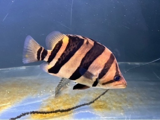 ダトニオ 熱帯魚