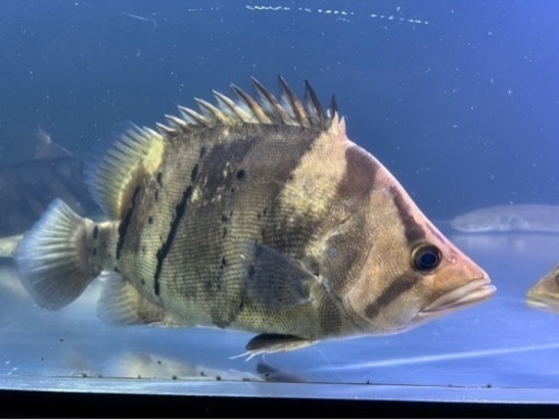 ダトニオ 熱帯魚