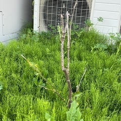 みかんの木 2本