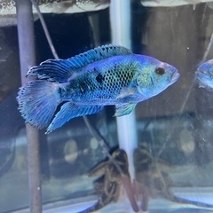 ブルーデンプシー(熱帯魚)