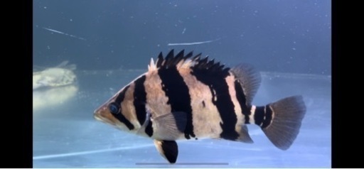 熱帯魚 ダトニオ