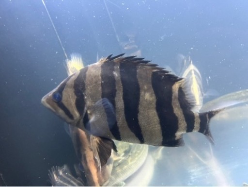 ダトニオ  熱帯魚