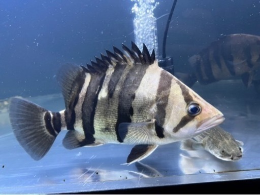 ダトニオ 熱帯魚