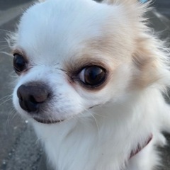 チワワ☆ポメラニアン☆ゴールデン