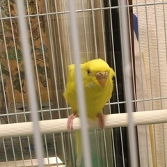 セキセイインコ雌探しています
