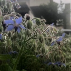 ボリジ の花 ❀ エディブルフラワー