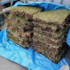 【取引者決定】高麗芝　4/29切り出し　30×30cm　約20枚