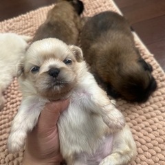 ❤️‍🔥ペキニーズ生まれました❤️‍🔥