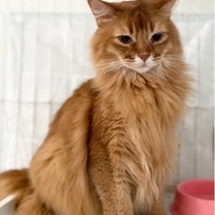 【5回も飼い主が変わった子です！】推定7歳ソマリ