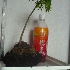 リュウビンタイ　溶岩鉢