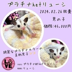 プラチナhetリューシ