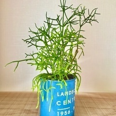 値下！ダイナミックに成長した元気モリモリのリプサリス　鉢付き！の画像
