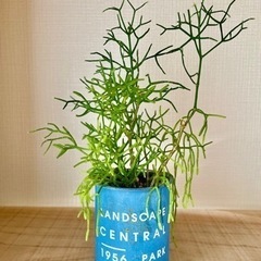 値下！ダイナミックに成長した元気モリモリのリプサリス　鉢付き！の画像