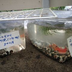 ニシキゴイ＋川魚セット、金魚＋川魚＋ヌマエビセット各々500円