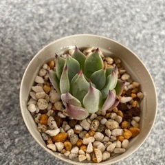 【おらいさん苗セット】紫紺の矢 ストロベリーミルククラウン 夕波 白雪の渚【多肉植物】の画像