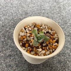 【おらいさん苗セット】紫紺の矢 ストロベリーミルククラウン 夕波 白雪の渚【多肉植物】の画像