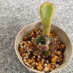 【おらいさん苗セット】紫紺の矢 ストロベリーミルククラウン 夕波 白雪の渚【多肉植物】の画像