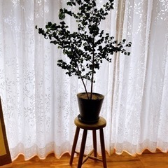 観葉植物ベンジャミンバロック