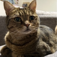 【恵庭市】猫探しています