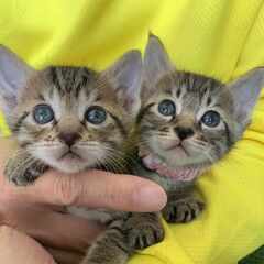 in大府市☆保護猫をオウチに迎えよう！☆2024年5月4日（土）...