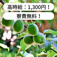 【高時給/1,200円！】和歌山県日高郡みなべ町で梅の収穫作業等のお仕事！【住み込み/寮費無料】の画像