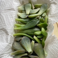 食品