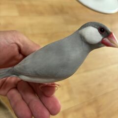 生後7ヶ月のつがいの文鳥の里親募集（シナモン、シルバー文鳥）