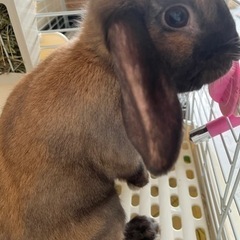 ロップイヤー　　うさぎ　　男の子