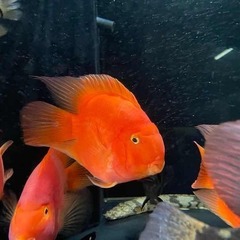 【熱帯魚】パロット（約20㎝）残り1匹！！
