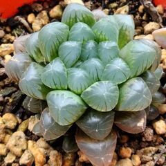 3個100円。ハオルチア、雫石、カキコ苗（極小）の画像