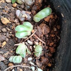 3個100円。ハオルチア、雫石、カキコ苗（極小）