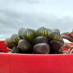 3個100円。ハオルチア、雫石、カキコ苗（極小）の画像