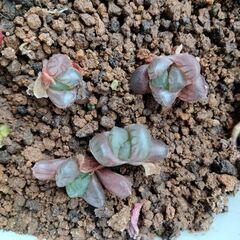 3個100円。ハオルチア、雫石、カキコ苗（極小）の画像