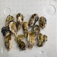 釣り餌　牡蠣　磯釣り　