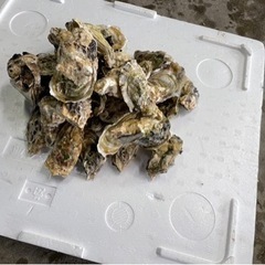 釣り餌　牡蠣　磯釣り　の画像