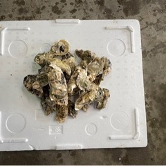 釣り餌　牡蠣　磯釣り　の画像