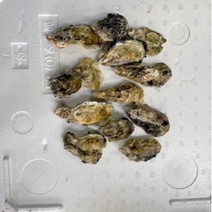 釣り餌　牡蠣　磯釣り　の画像